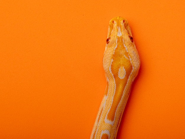 Guldpython, netpython (Python reticulatus).