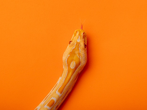 Guldpython, netpython (Python reticulatus).