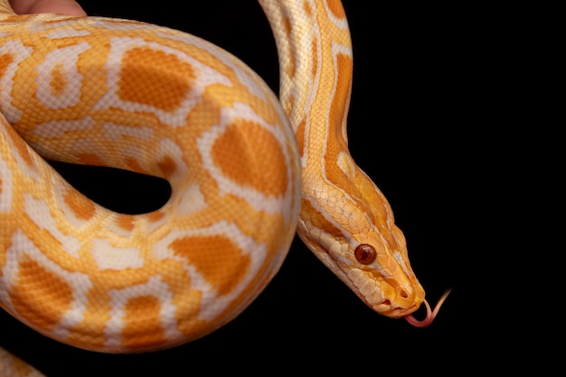 Guldpython, netpython (Python reticulatus).