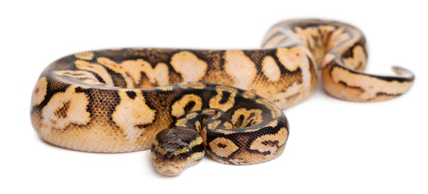 Han Pastel calico Python Kongepython, boldpython - Python pastel