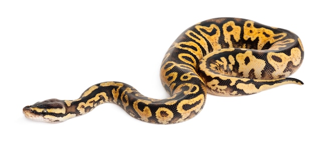 Hun Pastel calico Python Kongepython, boldpython - Python regius