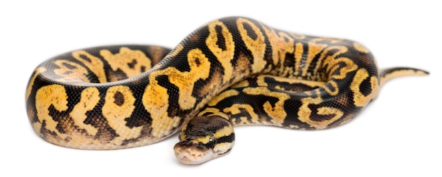 Hun Pastel calico Python Kongepython, boldpython - Python regius