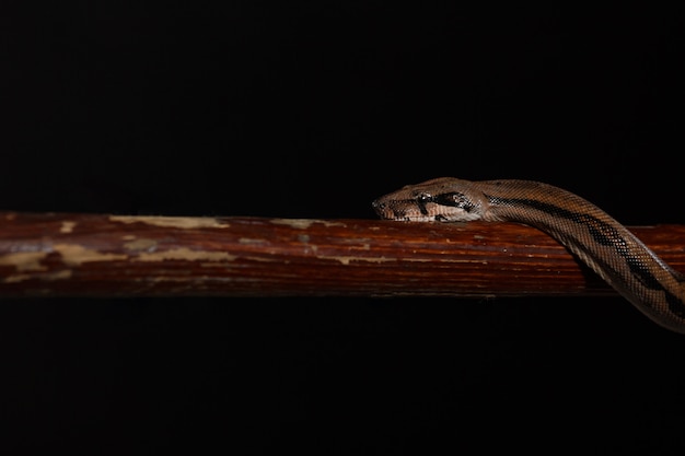 Kongepython, eller Ball Python Python regius
