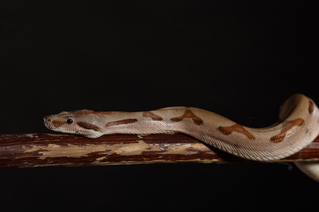 Kongepython, eller Ball Python Python regius
