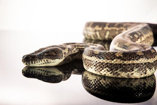 Kongepython eller boldpython Python regius