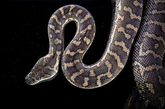 Kongepython eller boldpython Python regius