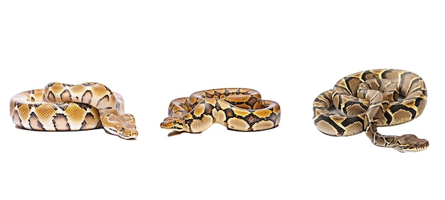 Programvara python illustration data teknik utvecklingsprogram internet web programvara python