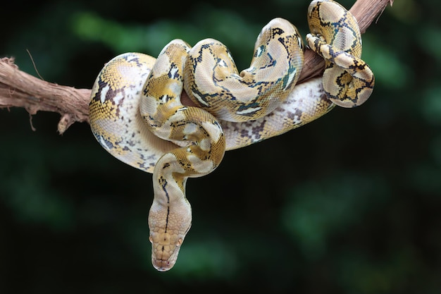 Pythonidae orm sover på gren Pythonidae orm närbild