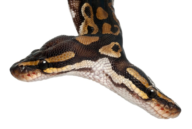 To-hovedet Python Kongepython eller boldpython - Python regius