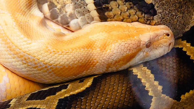 closeup of a yellow python next to a brown python