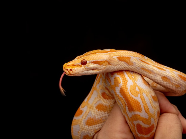 Gouden Python, netpython (Python reticulatus).