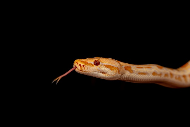 Gouden Python, netpython (Python reticulatus).