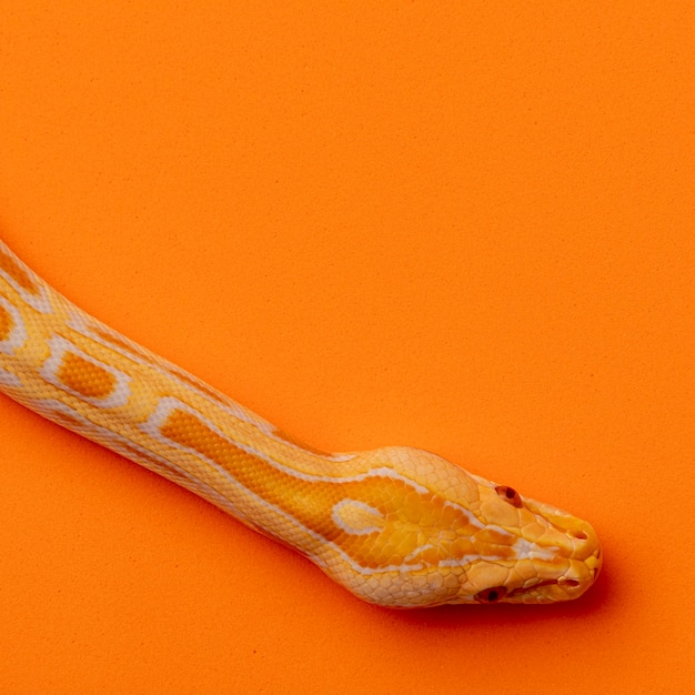 Gouden Python, netpython (Python reticulatus).