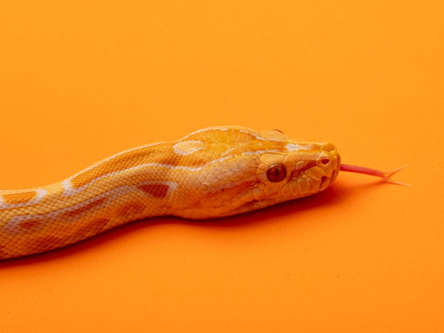 Gouden Python, netpython (Python reticulatus).