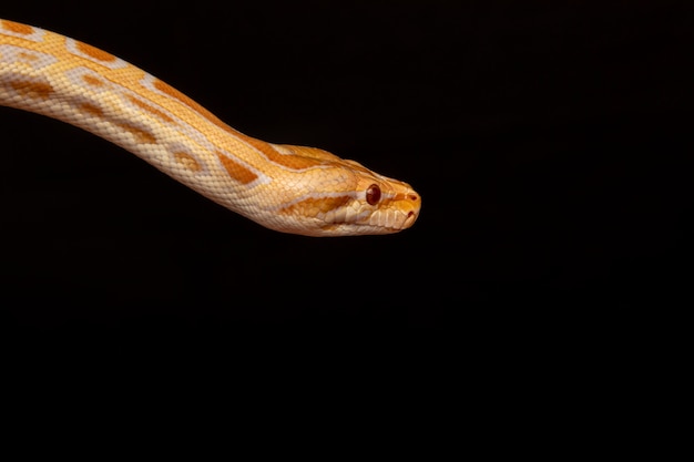 Gouden Python, netpython (Python reticulatus).