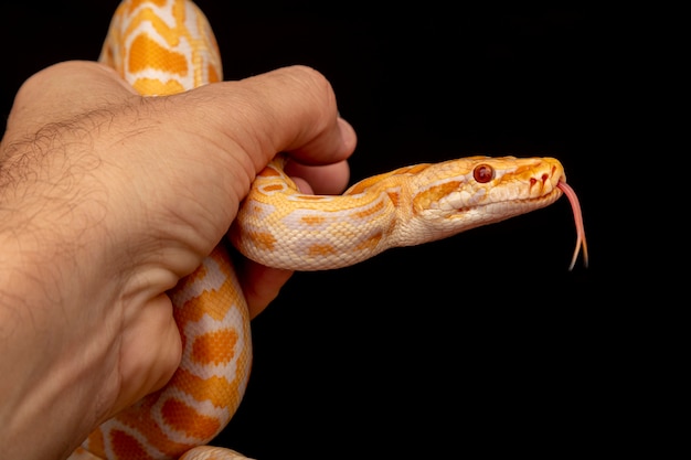 Gouden Python, netpython (Python reticulatus).
