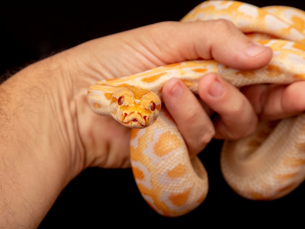 Gouden Python, netpython (Python reticulatus).