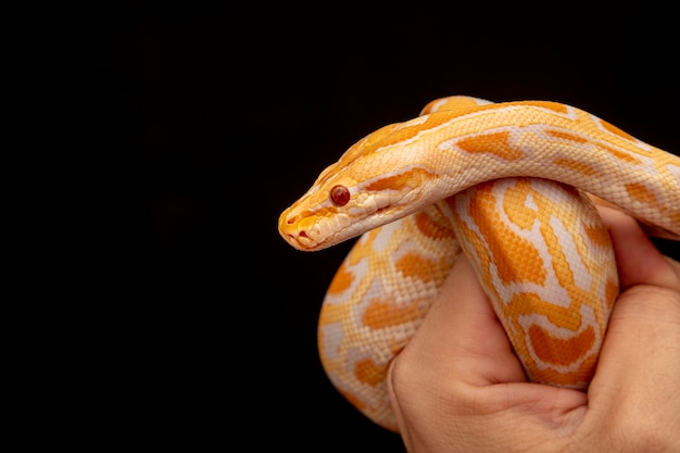 Gouden Python, netpython (Python reticulatus).