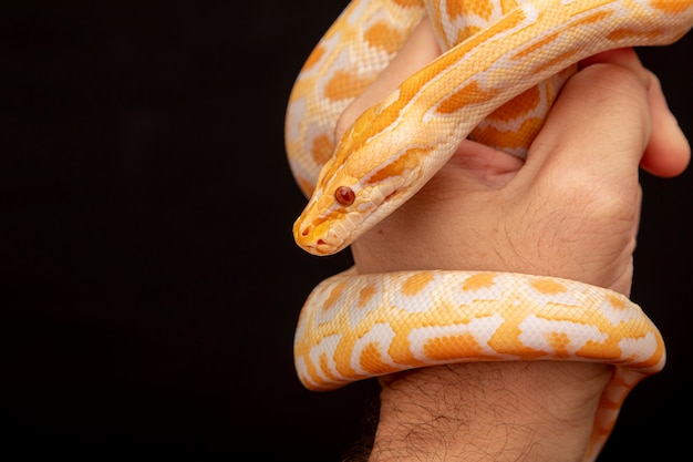 Gouden Python, netpython (Python reticulatus).