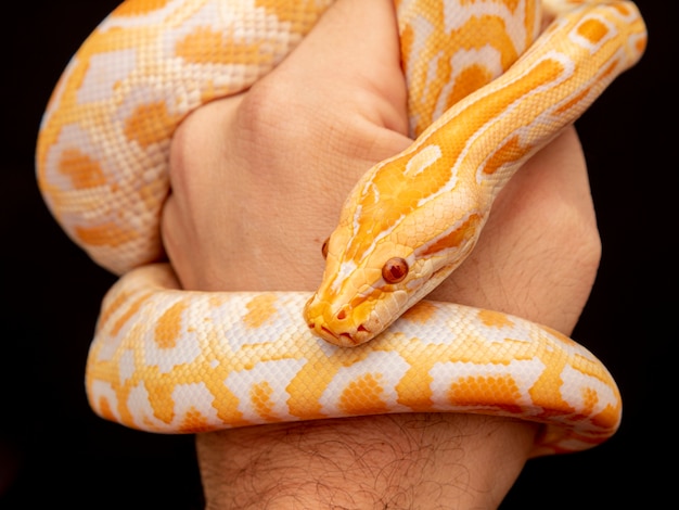 Gouden Python, netpython (Python reticulatus).