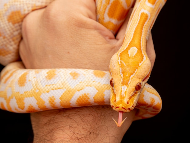 Gouden Python, netpython (Python reticulatus).