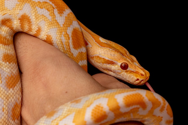 Gouden Python, netpython (Python reticulatus).