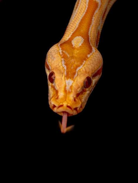 Gouden Python, netpython (Python reticulatus).