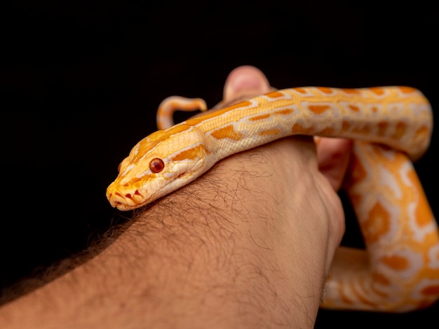 Gouden Python, netpython (Python reticulatus).
