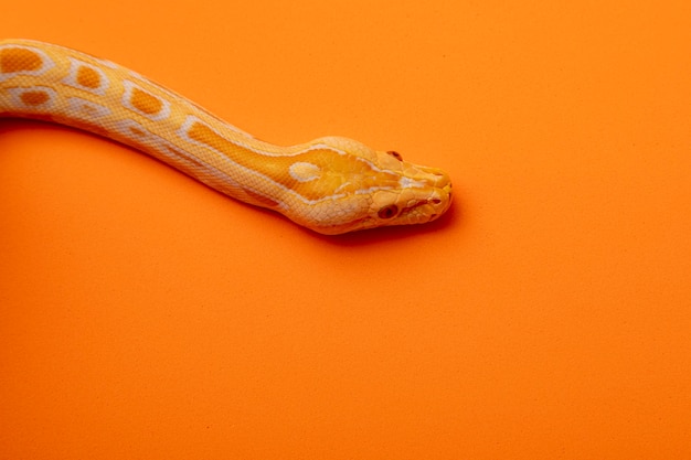 Gouden Python, netpython (Python reticulatus).