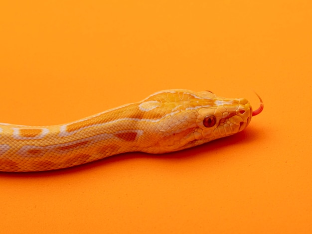 Gouden Python, netpython (Python reticulatus).