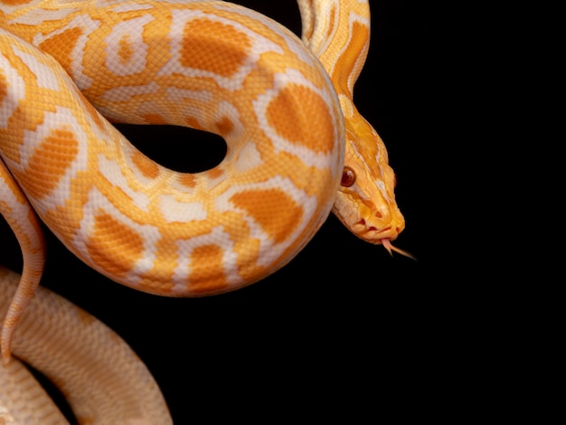 Gouden Python, netpython (Python reticulatus).