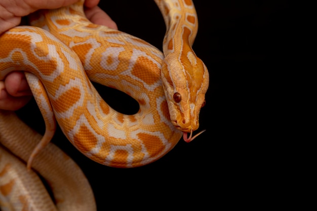 Gouden Python, netpython (Python reticulatus).