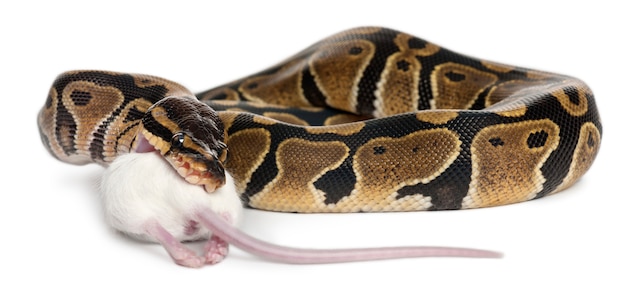 Python Royal python, ball python - Python regius die een muis eet
