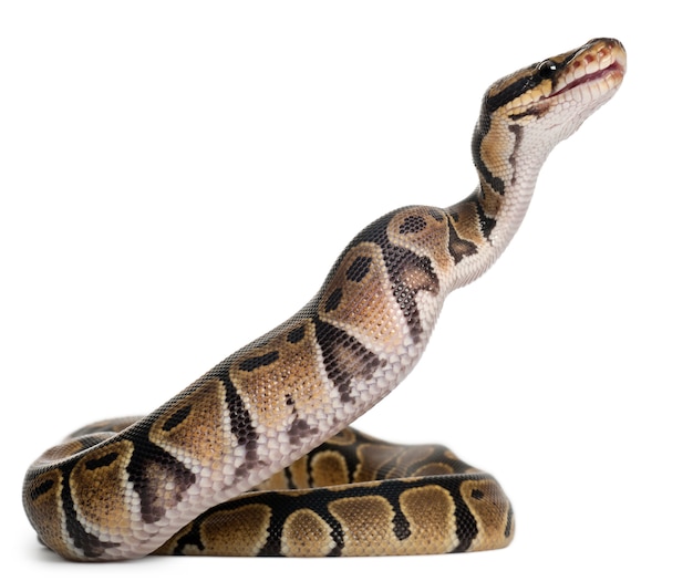 Python Royal python, ball python - Python regius die een muis eet