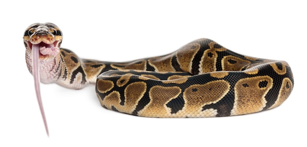 Python Royal Python, Ball Python-마우스를 먹는 Python Regius