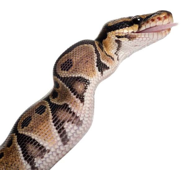 Питон Королевский питон, шариковый питон - Python regius ест мышь