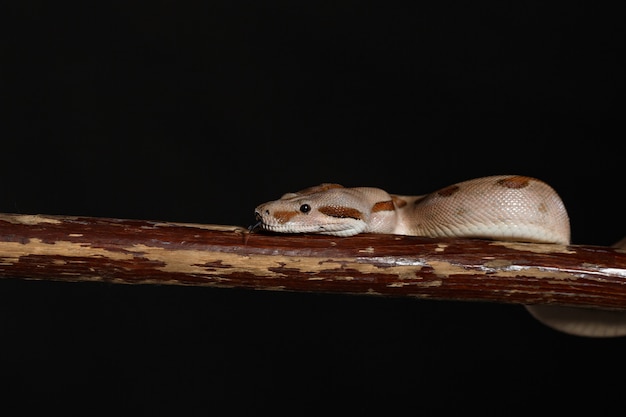 Royal Python、またはBall Python Python regius