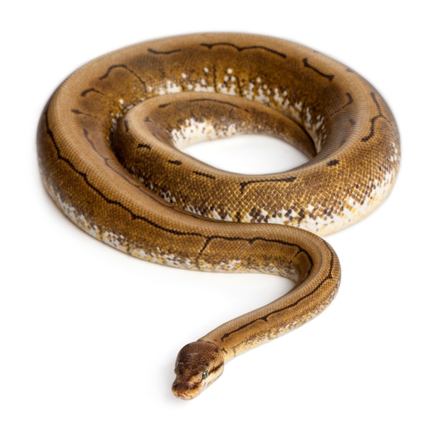 spinner python royal python, ball python - python regius  spinner is the color