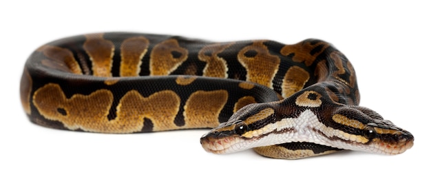 2頭のロイヤルパイソンまたはボールパイソン-Python Regius