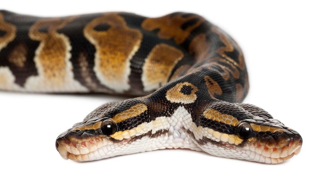 Двухголовый Королевский Питон или Болл Питон - Python Regius