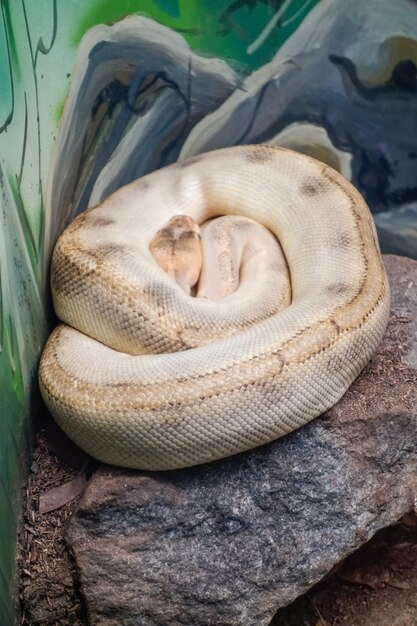 white ball python python regius also called the royal python