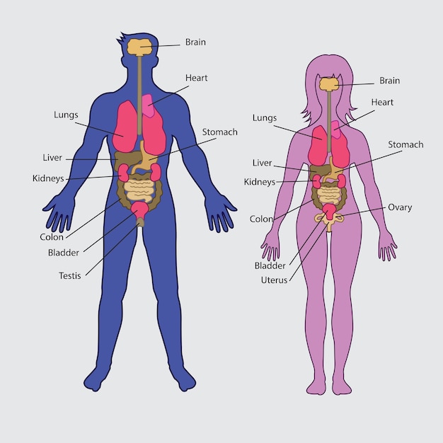 basic human internal organs vector