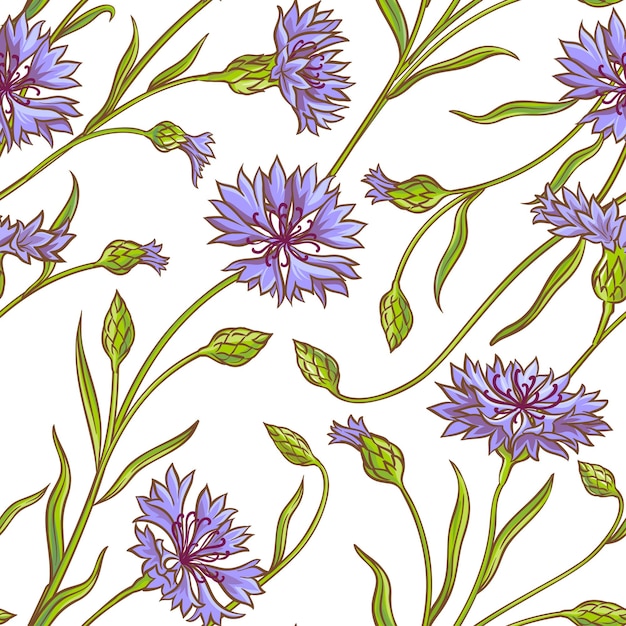 cornflower vector pattern
