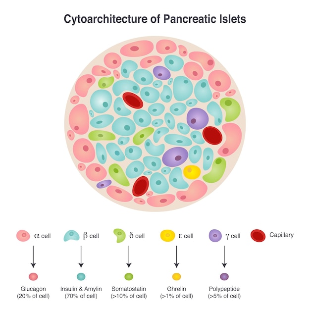 Cytoarchitectuur van pancreaseilandjes