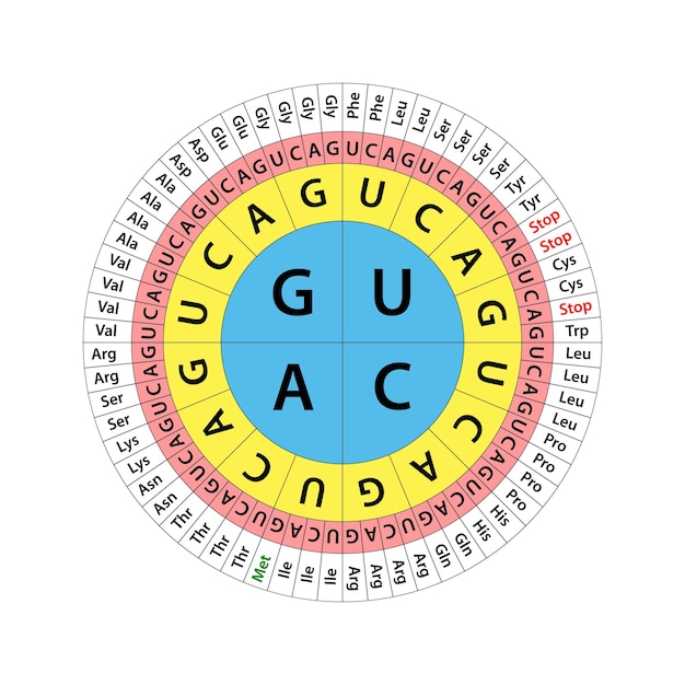 the genetic code chart