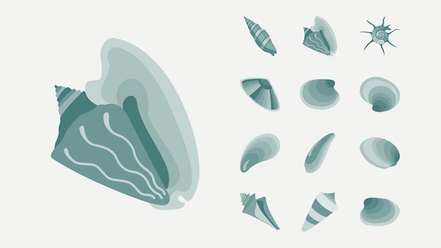 seashell shell elements