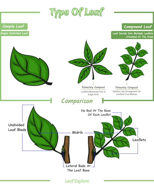 type of leaf or different of simple leaf and compound leaf