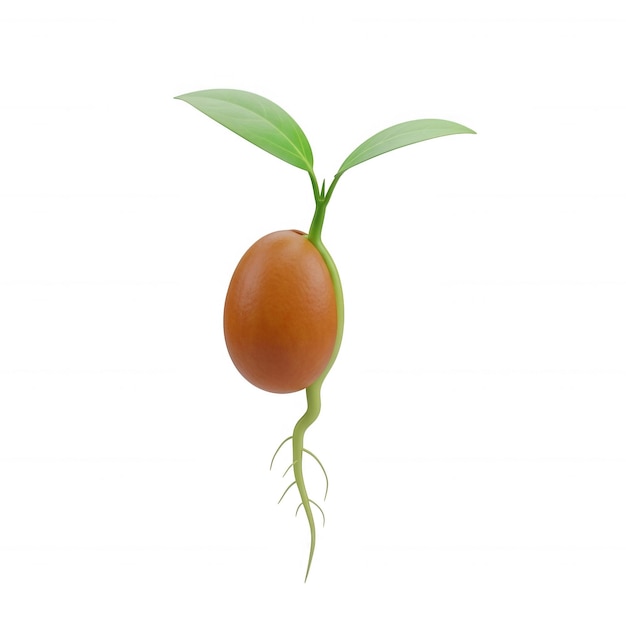 Plantule émergeant d'une graine