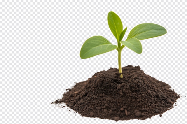 Plantule germant dans le sol