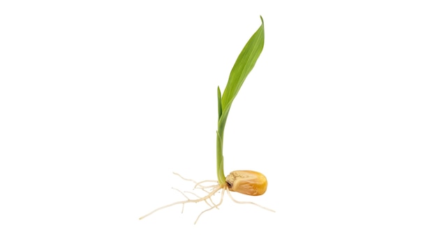 Plantule de maïs isolée